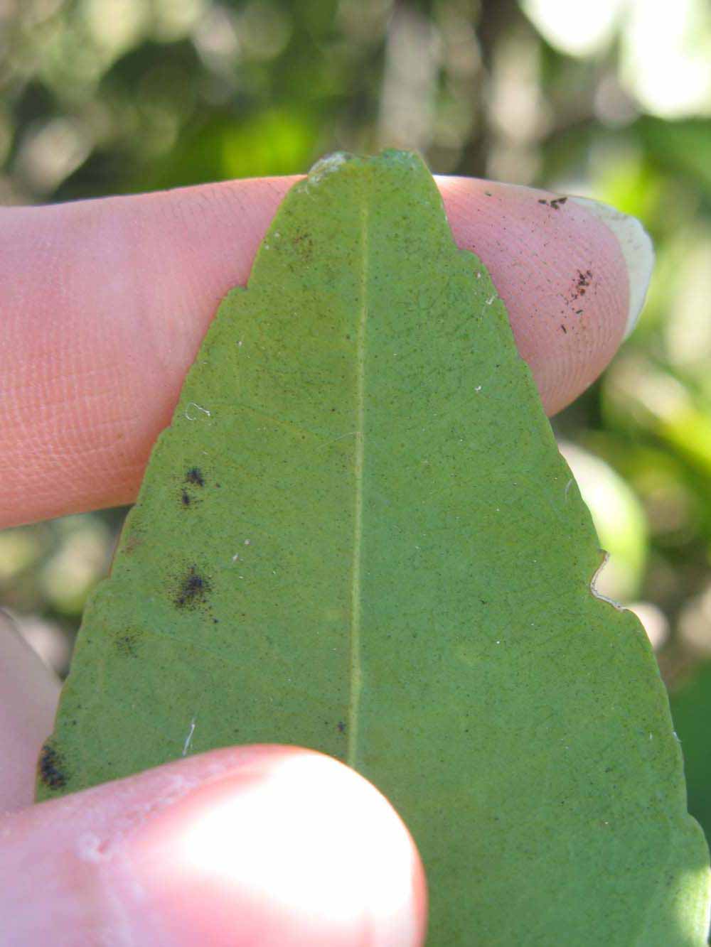              Margin (Winter Haven, FL)       